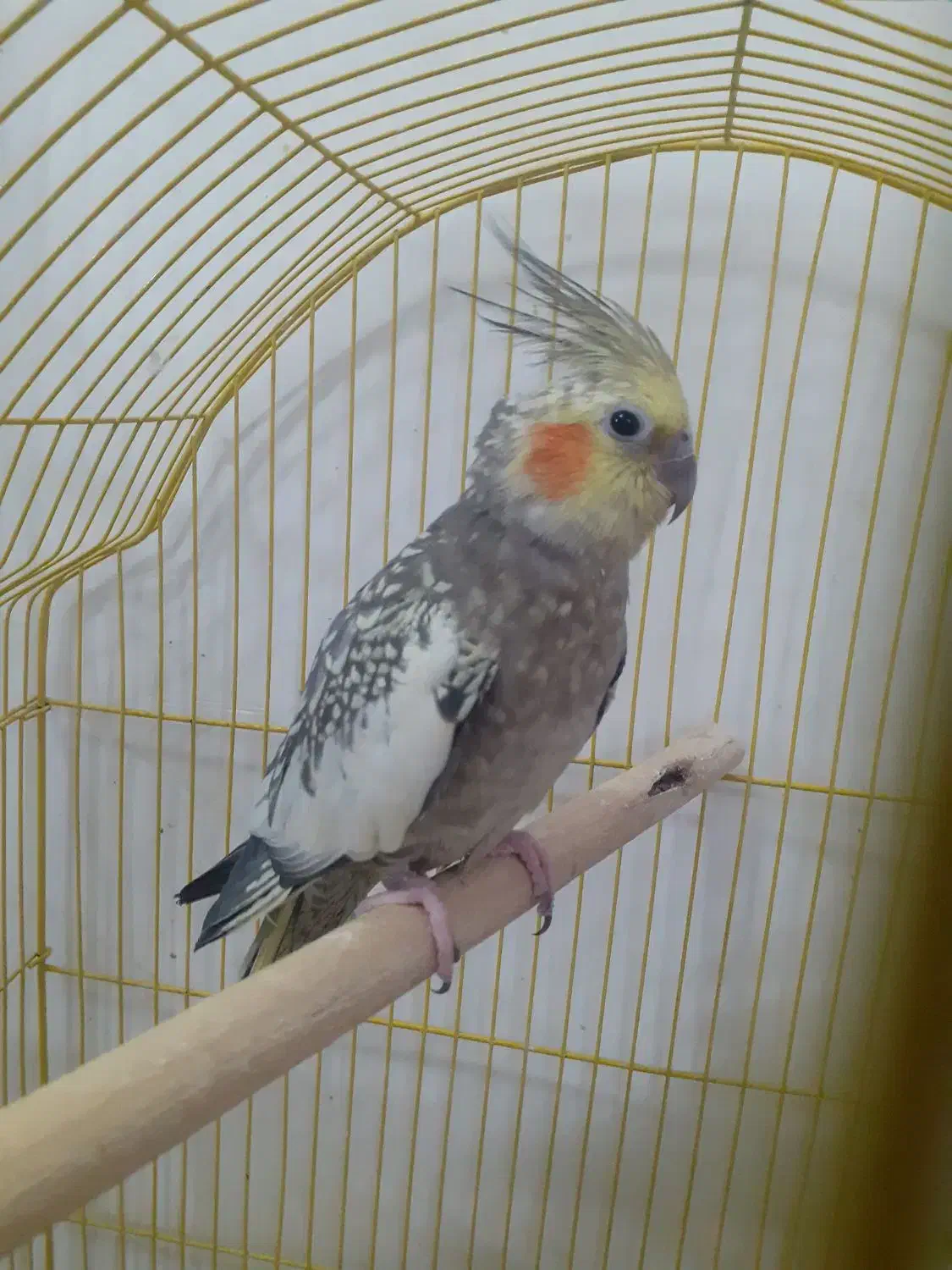 عروس هلندی|پرنده|قرچک, میرزائی جنوبی|دیوار