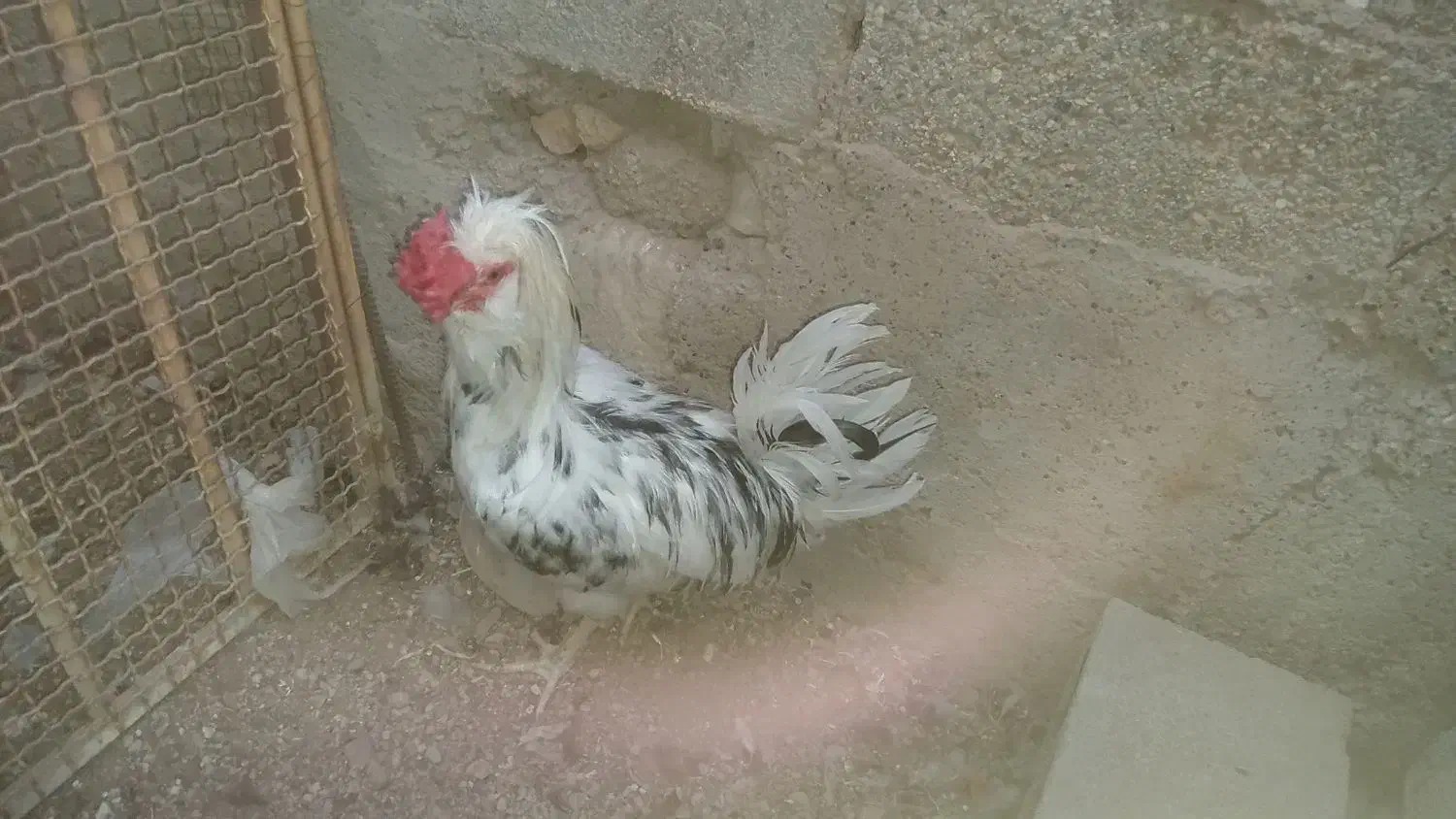 مرغ و خروس گلین چهل تاج|حیوانات مزرعه|کاکی, |دیوار