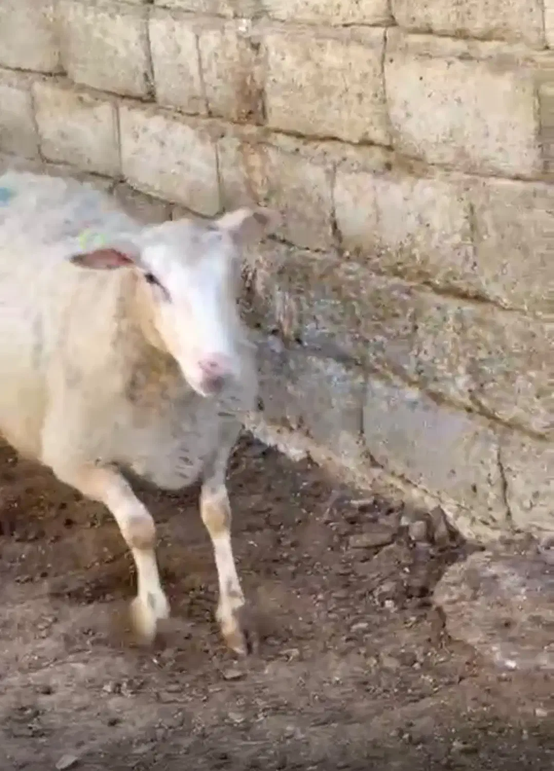 میش رومن آبستن و بره|حیوانات مزرعه|شهریار, ابراهیم‌آباد|دیوار