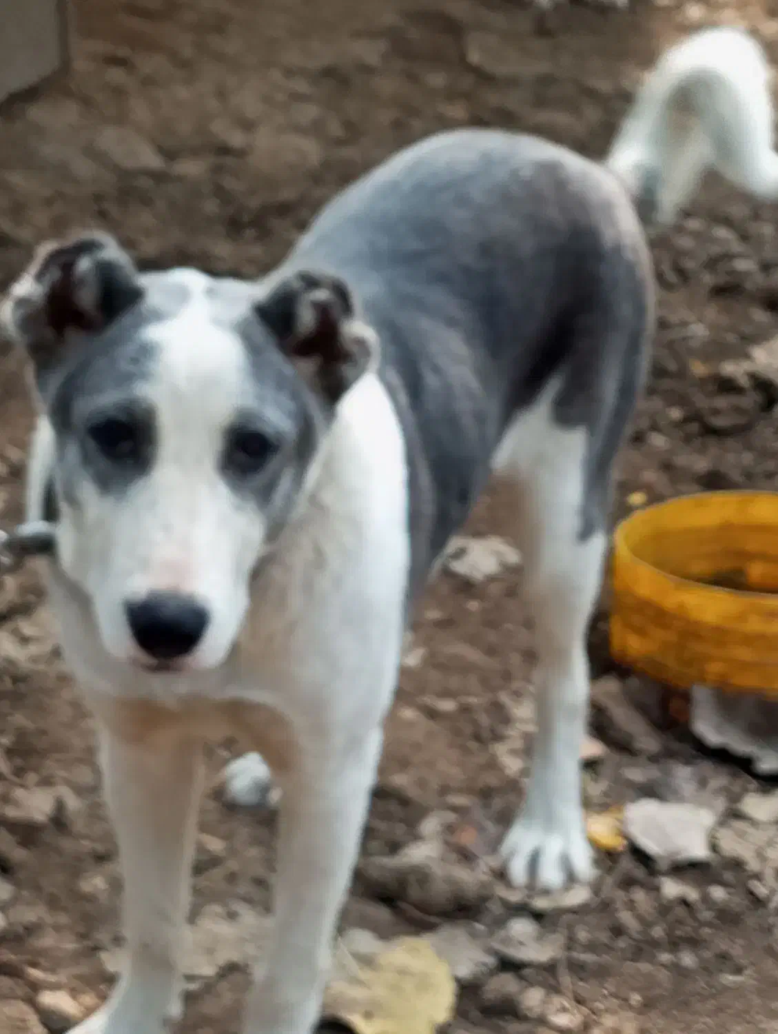 واگذاری سگ آلابای پنج ماهه ماده|سگ|شاندرمن, |دیوار