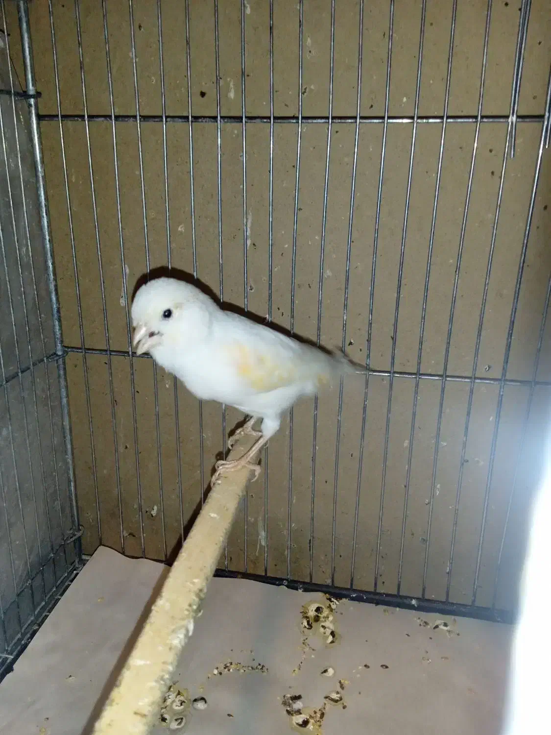 قناری ماده موزائیکی|پرنده|ری, علایین|دیوار