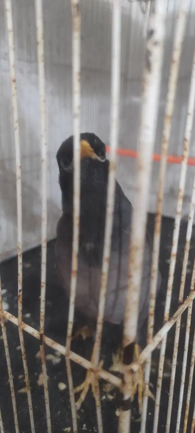 عروس هلندی سخنگو و مینا سخنگو و مرغ عشق سخنگو|پرنده|مشهد, شهرک بهارستان|دیوار