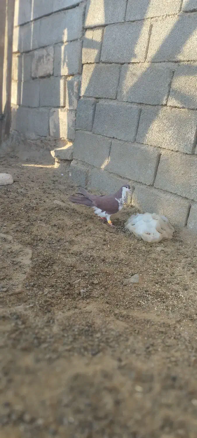 کلاغ دم سرخ افشون ماده|پرنده|تربتحیدریه, طالقانی|دیوار