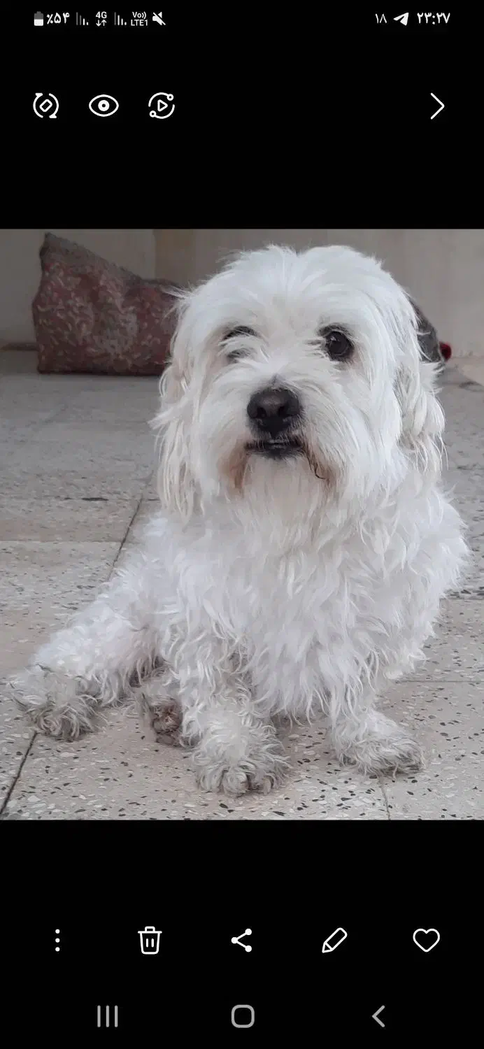 سگ اهلی|سگ|الیگودرز, |دیوار