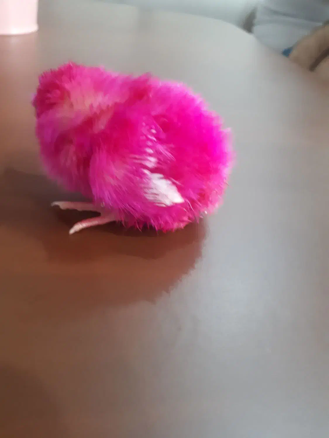 گمشده|حیوانات|اهواز, کوروش|دیوار