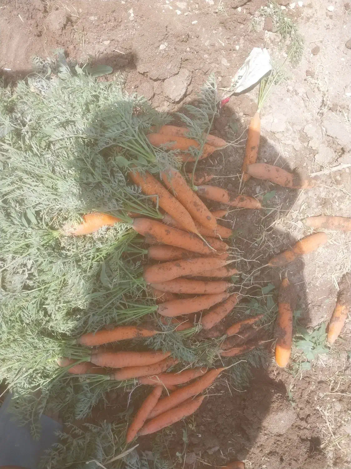 کشت محصول|خدمات باغبانی و درختکاری|میاندوآب, |دیوار