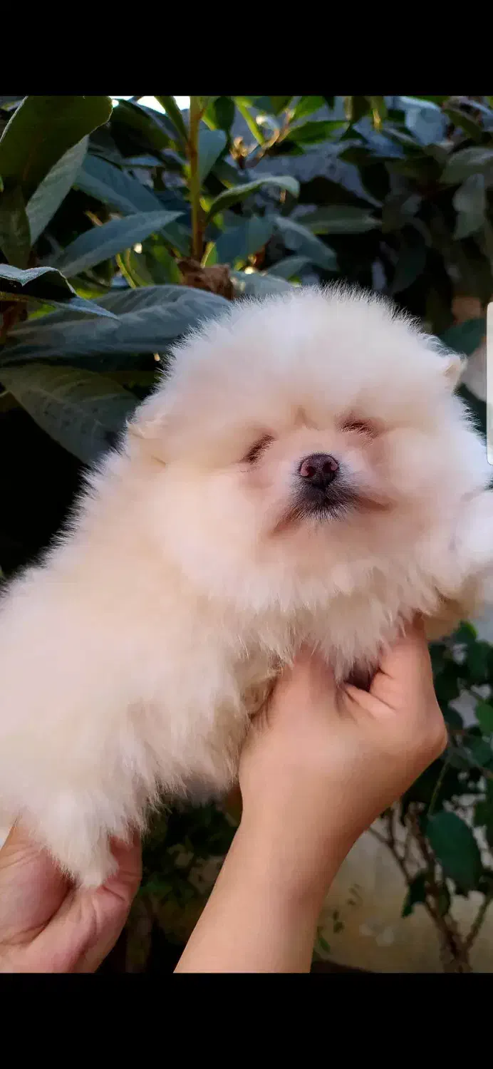 پامر خرسی|سگ|بابلسر, |دیوار