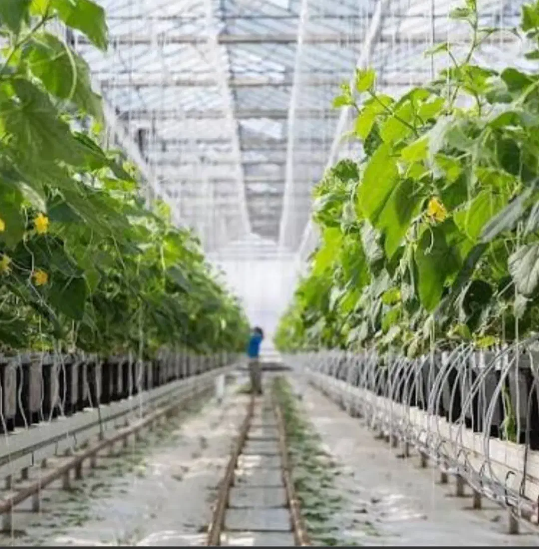 فروش زمین ۳۷هکتاری ویژه گلخانه بامجوزوباچاه آب|فروش زمین و ملک کلنگی|خرمدره, |دیوار