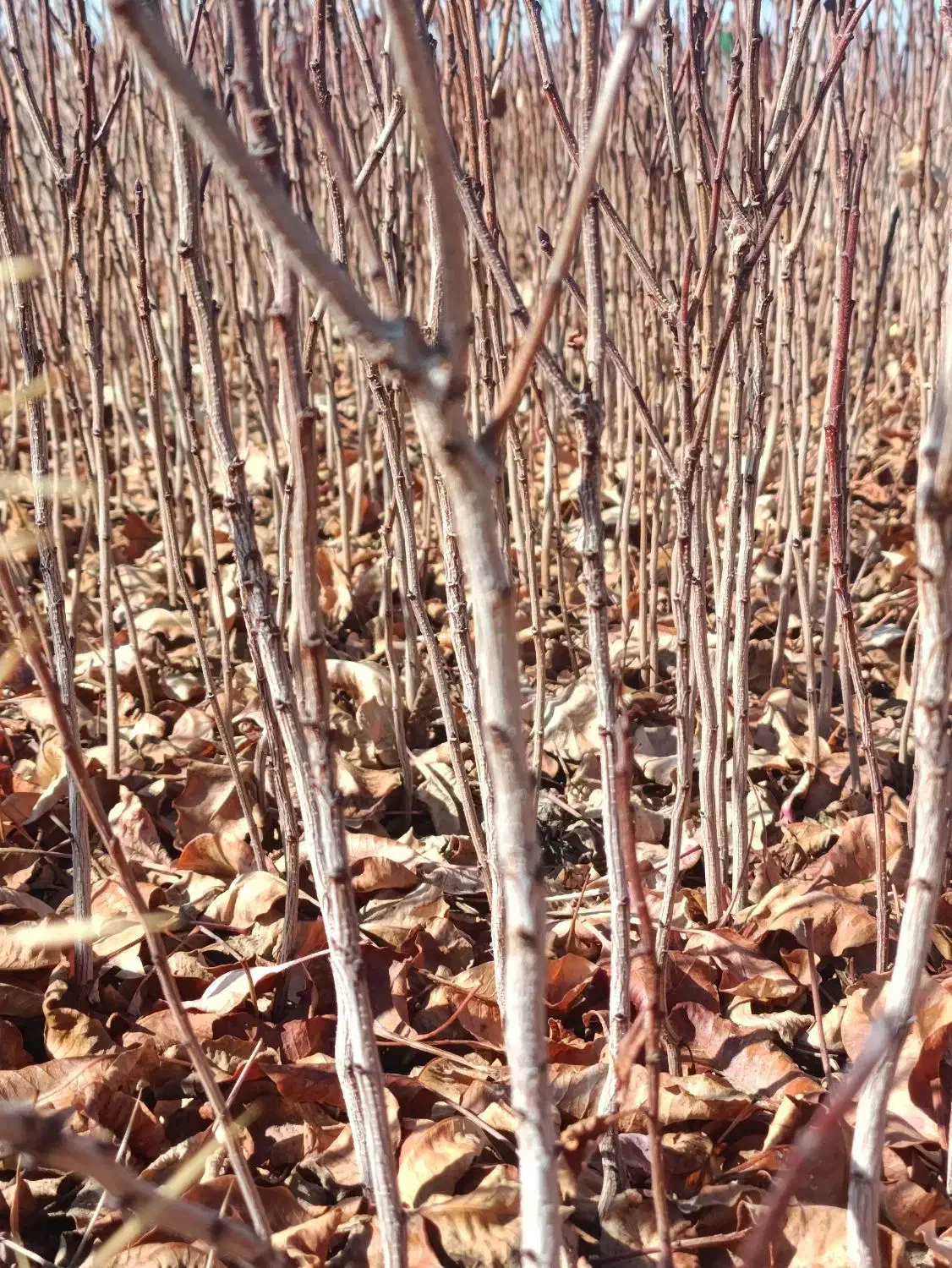 نهالستان پسته|خدمات باغبانی و درختکاری|حنا, |دیوار