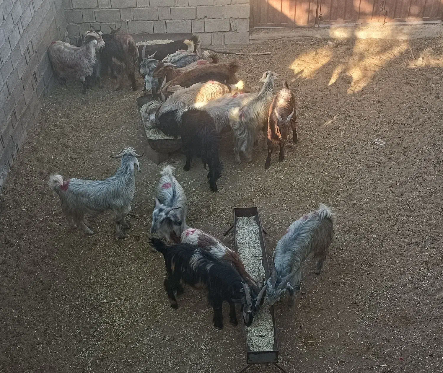 فروش اخته|حیوانات مزرعه|سیسخت, |دیوار