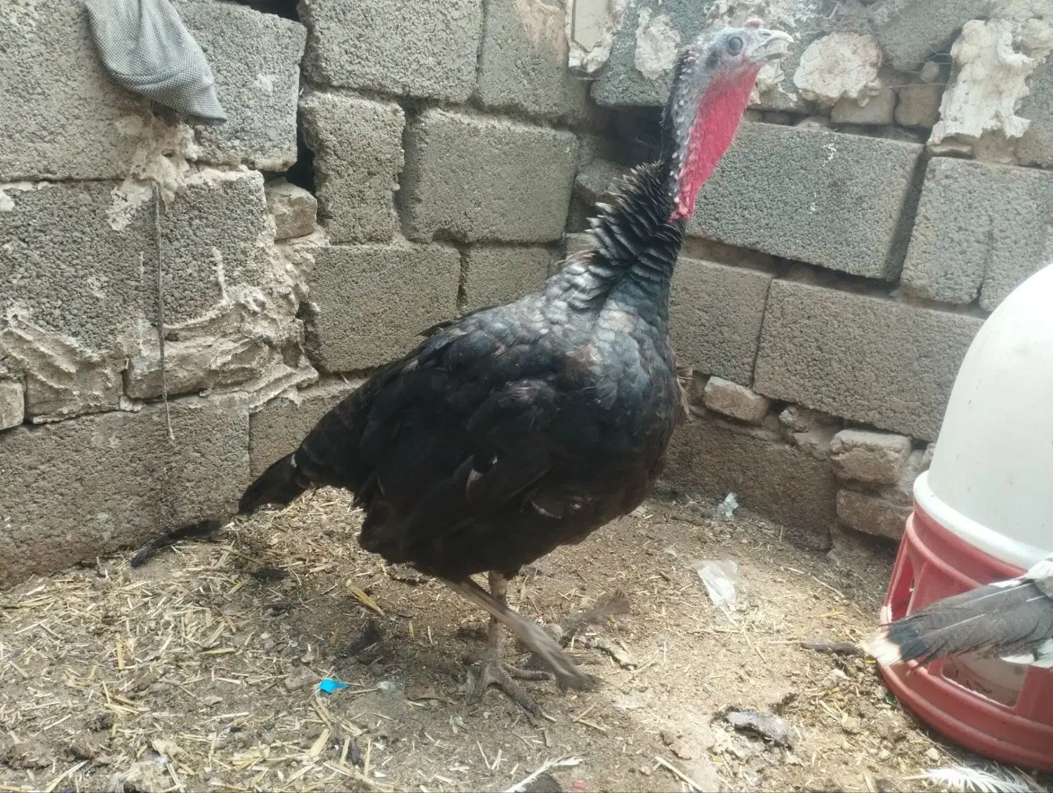 سه عدد بوقلمون آمریکایی ماده|حیوانات مزرعه|سبزوار, کهنه آب|دیوار