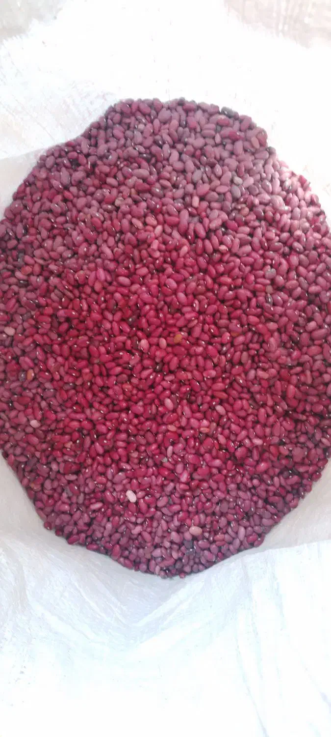 فروش لوبیا قرمز و چیتی.درجه یک|خوردنی و آشامیدنی|بزینه رود, |دیوار