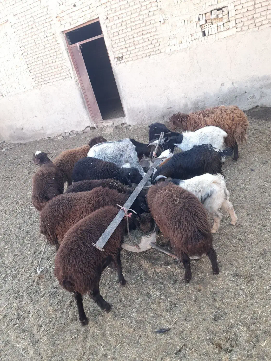 بره بزغاله بز با بزغاله|حیوانات مزرعه|شاهرود, |دیوار