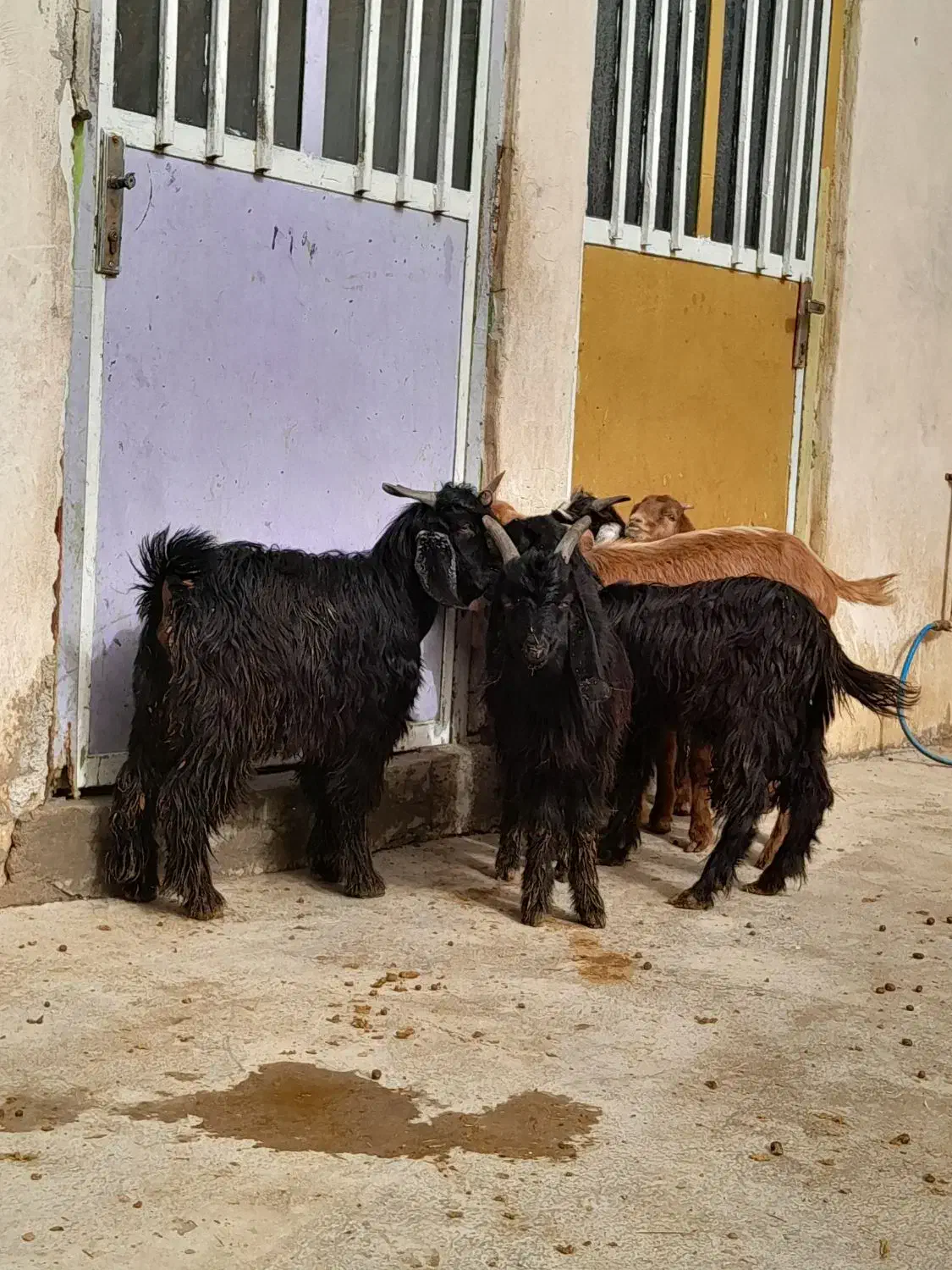 ۶عدد کره داشتی|حیوانات مزرعه|وحدتیه, |دیوار