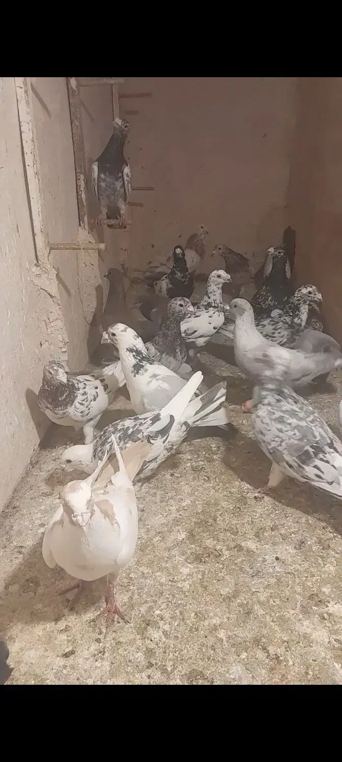 سار و سرور ابلغ|پرنده|گلبهار, شهر جدید گلبهار|دیوار