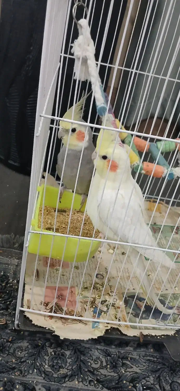 یک جفت عروس هلندی دستی|پرنده|تربت جام, میان جام|دیوار