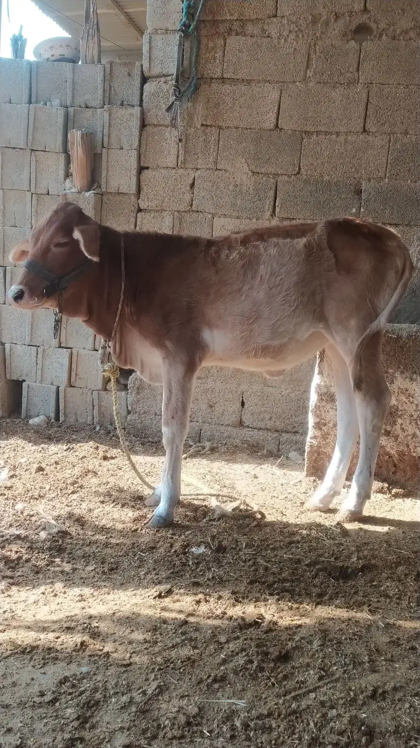 شنگل پاکستانی|حیوانات مزرعه|آبپخش, |دیوار