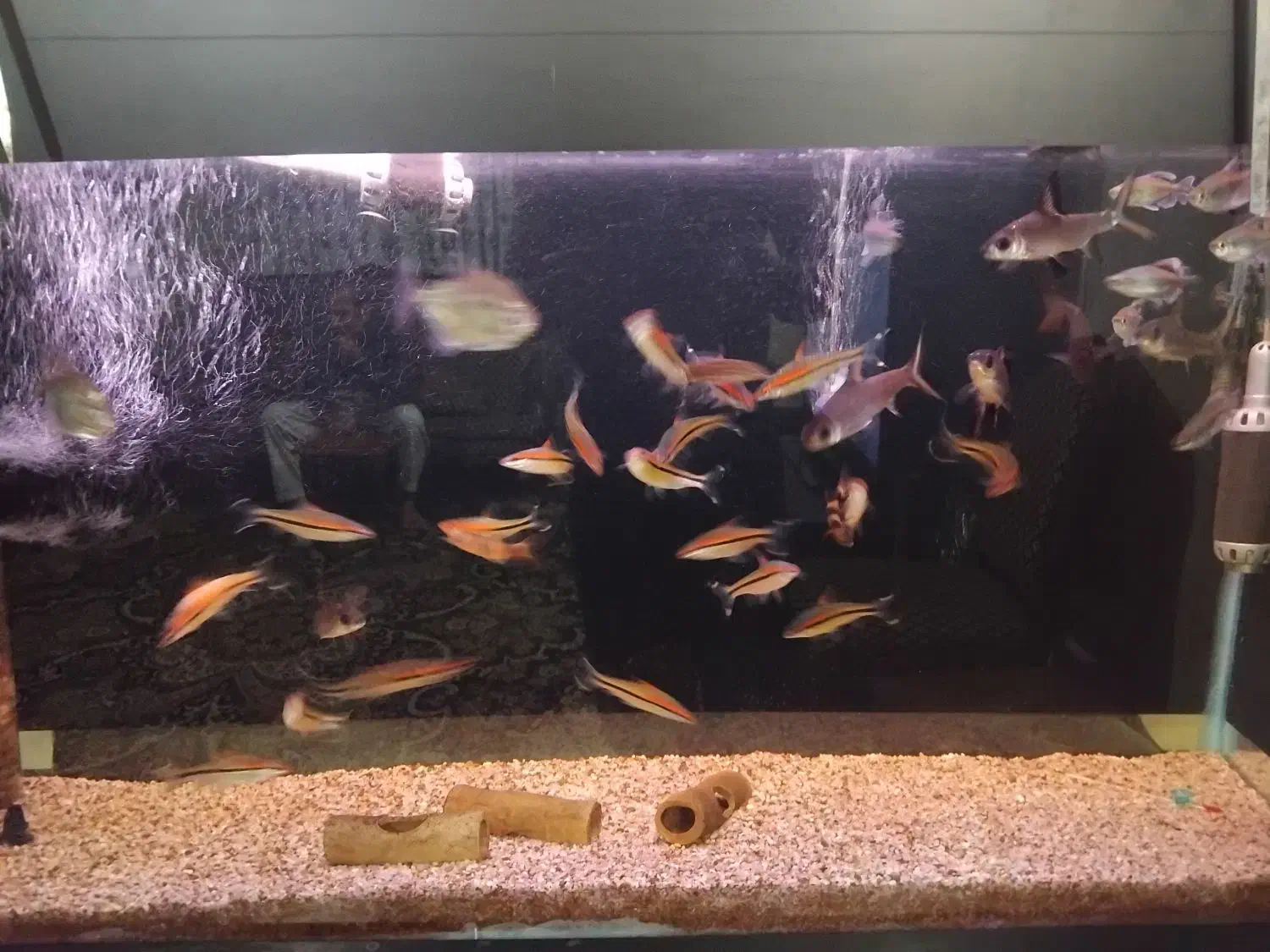 ماهی زینتی|ماهی|ری, دولتآباد|دیوار