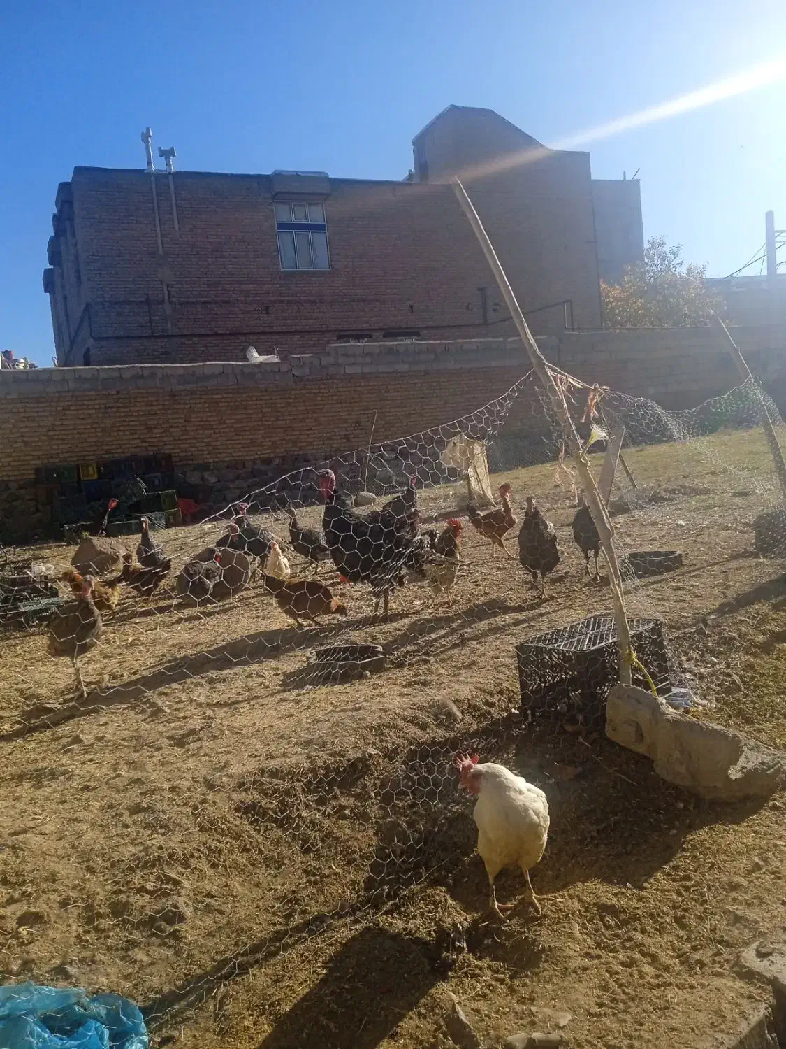 بوقلمون طبیعی|حیوانات مزرعه|مشگین شهر, |دیوار