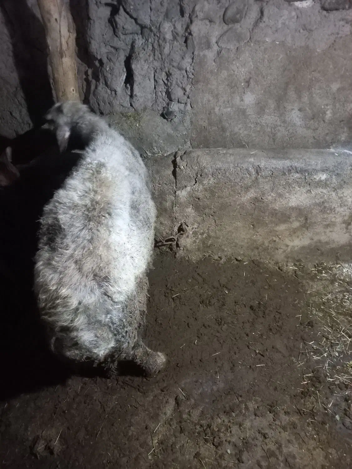 قوچ|لوازم جانبی حیوانات|سراب, |دیوار