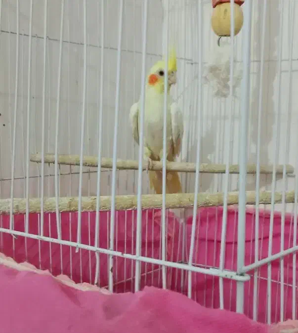 عروس هلندی|پرنده|بافق, |دیوار