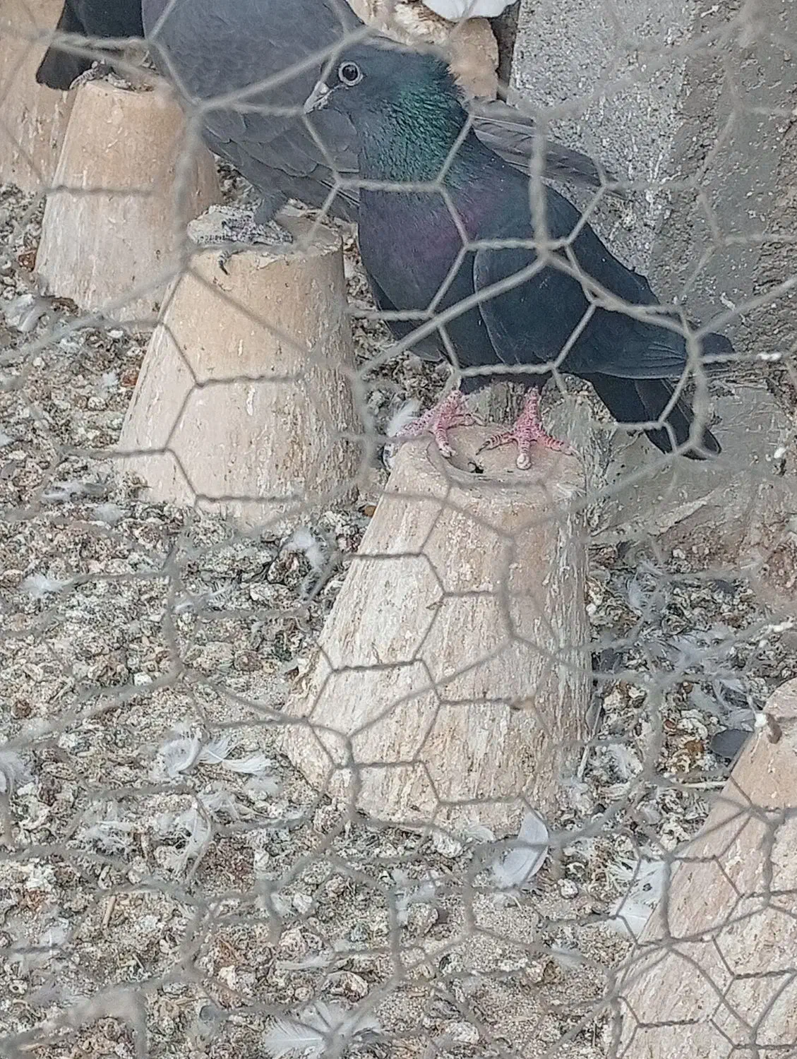 کبوتر دمگیر غلاق|پرنده|حبیب آباد, |دیوار