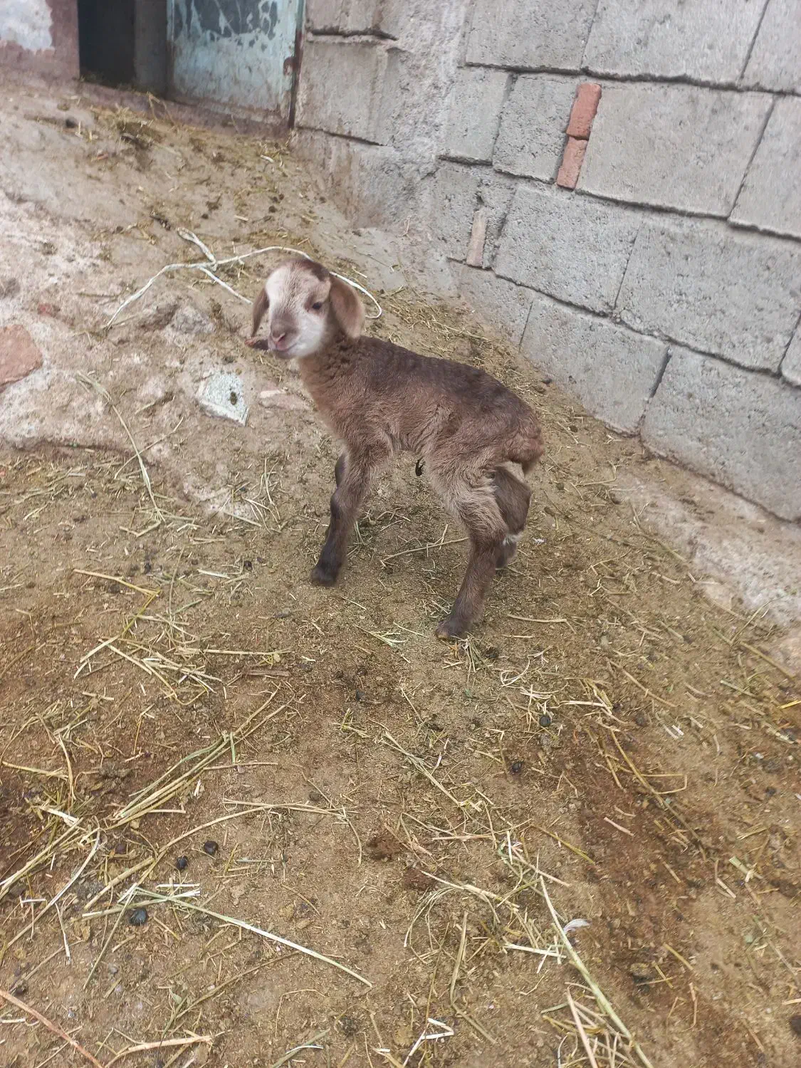 بره شیری|حیوانات مزرعه|مشگین شهر, |دیوار