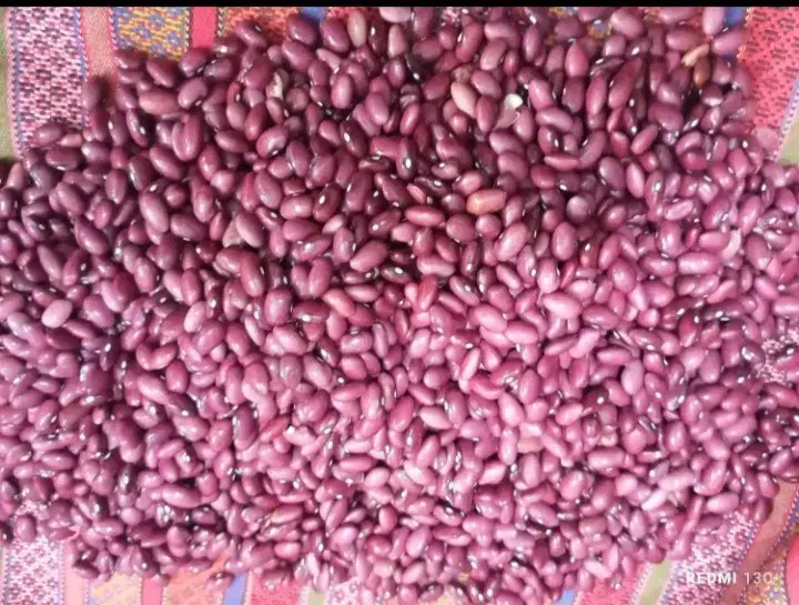 فروش ۵تن لوبیا|عمدهفروشی|سجاس رود, |دیوار