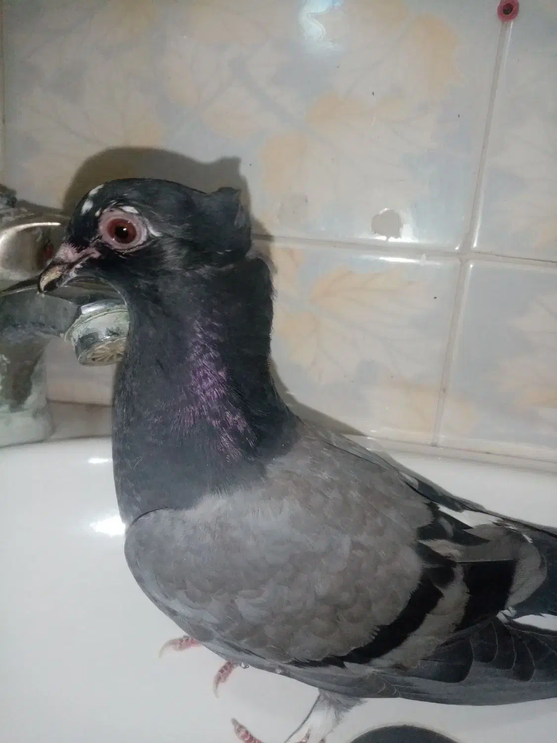 کفتر پرشی جوجه جیر دونه 60|پرنده|قم, باغ شازده|دیوار