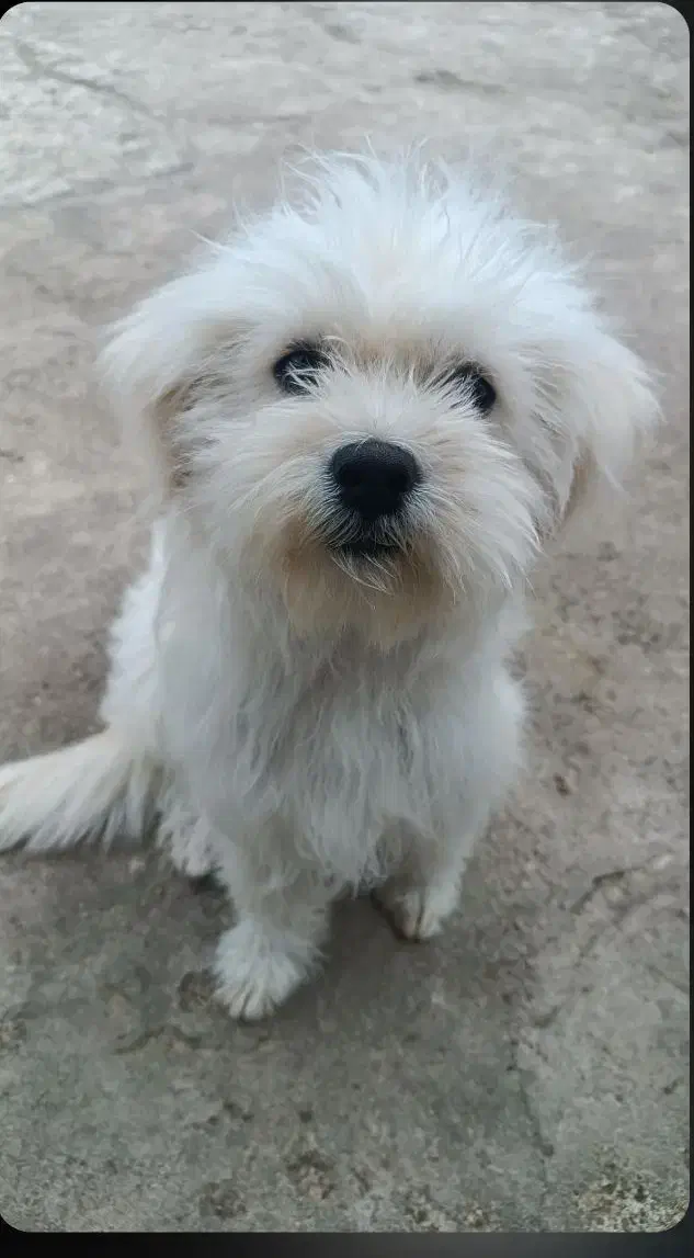 سگ تریر|سگ|سنگر, |دیوار