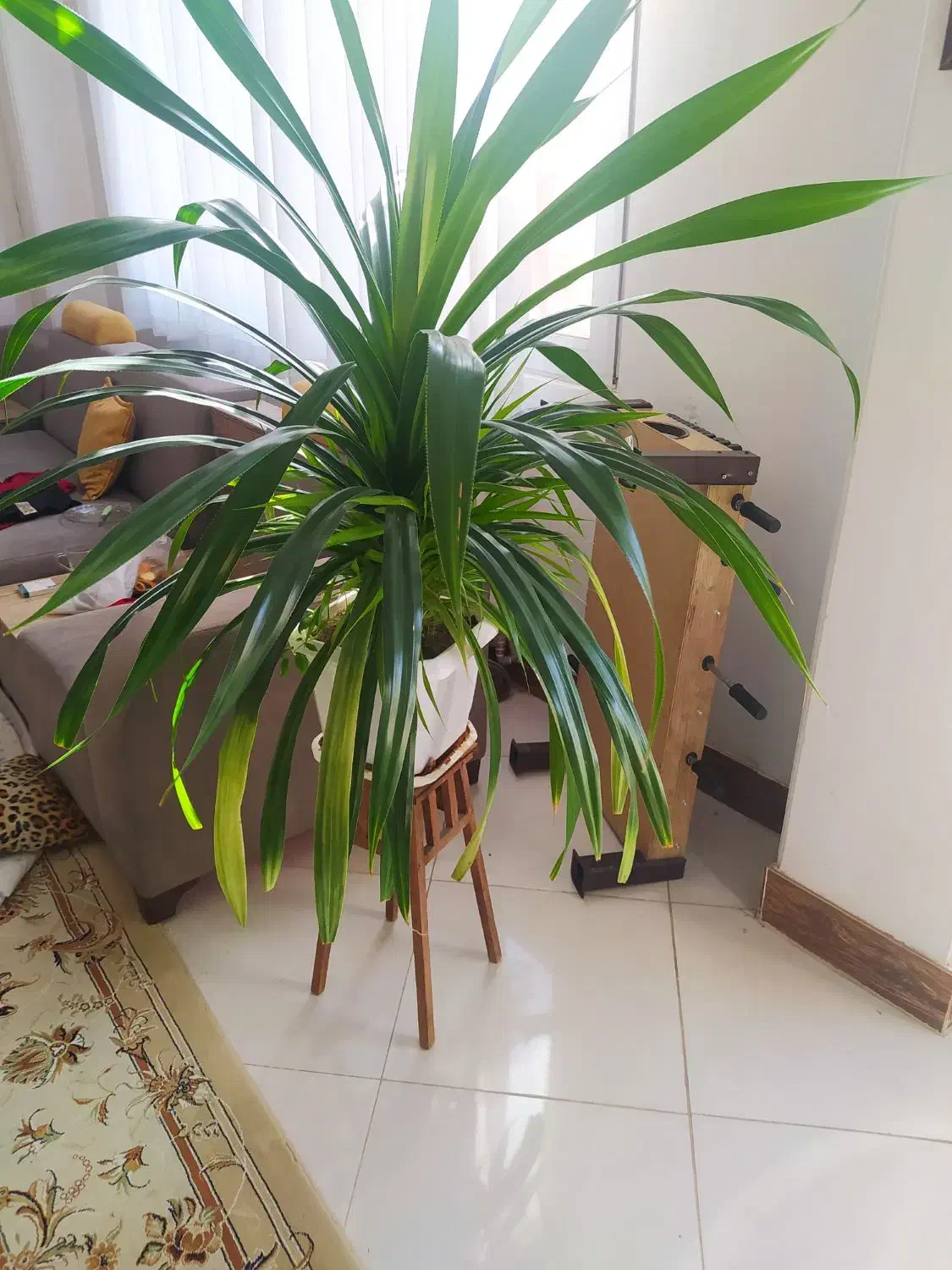 گل شمشیری بزرگ|گل و گیاه طبیعی|شاهین‌شهر, فردوسی|دیوار