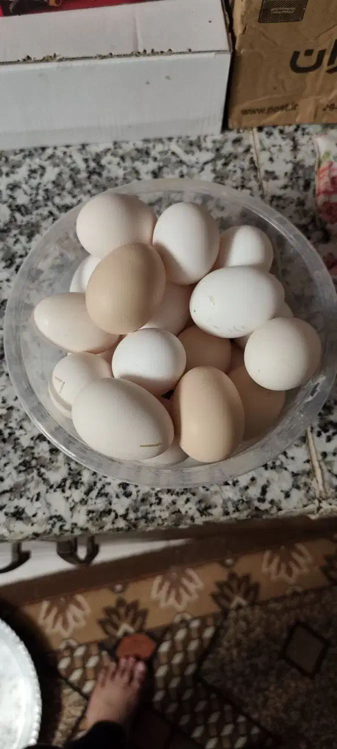 تخم مرغ لری و گلین نطفه دار و خوراکی|حیوانات مزرعه|شهرضا, |دیوار