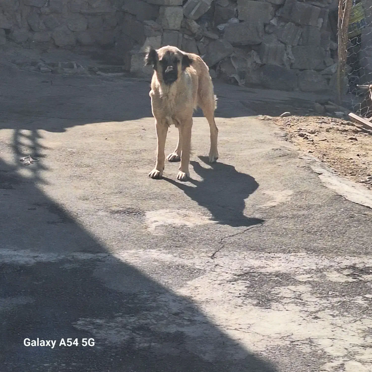 ماده سرابی|سگ|بستان آباد, |دیوار