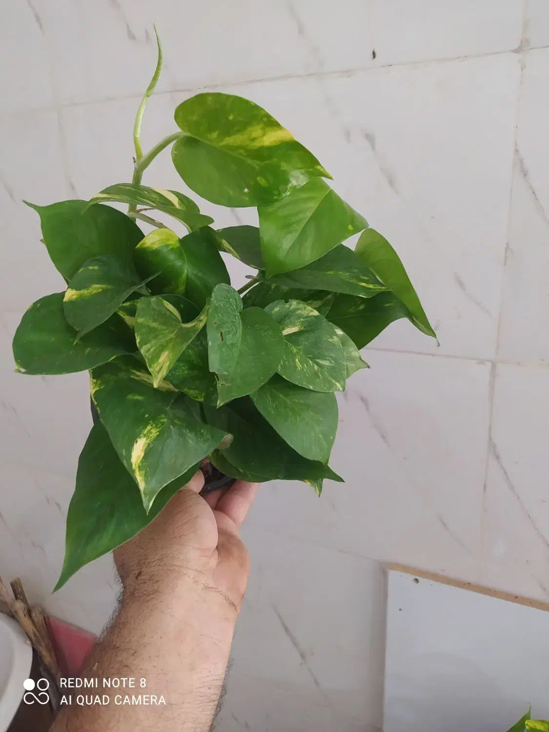 گل و گیاه پتوس|گل و گیاه طبیعی|اهواز, سیصد دستگاه|دیوار