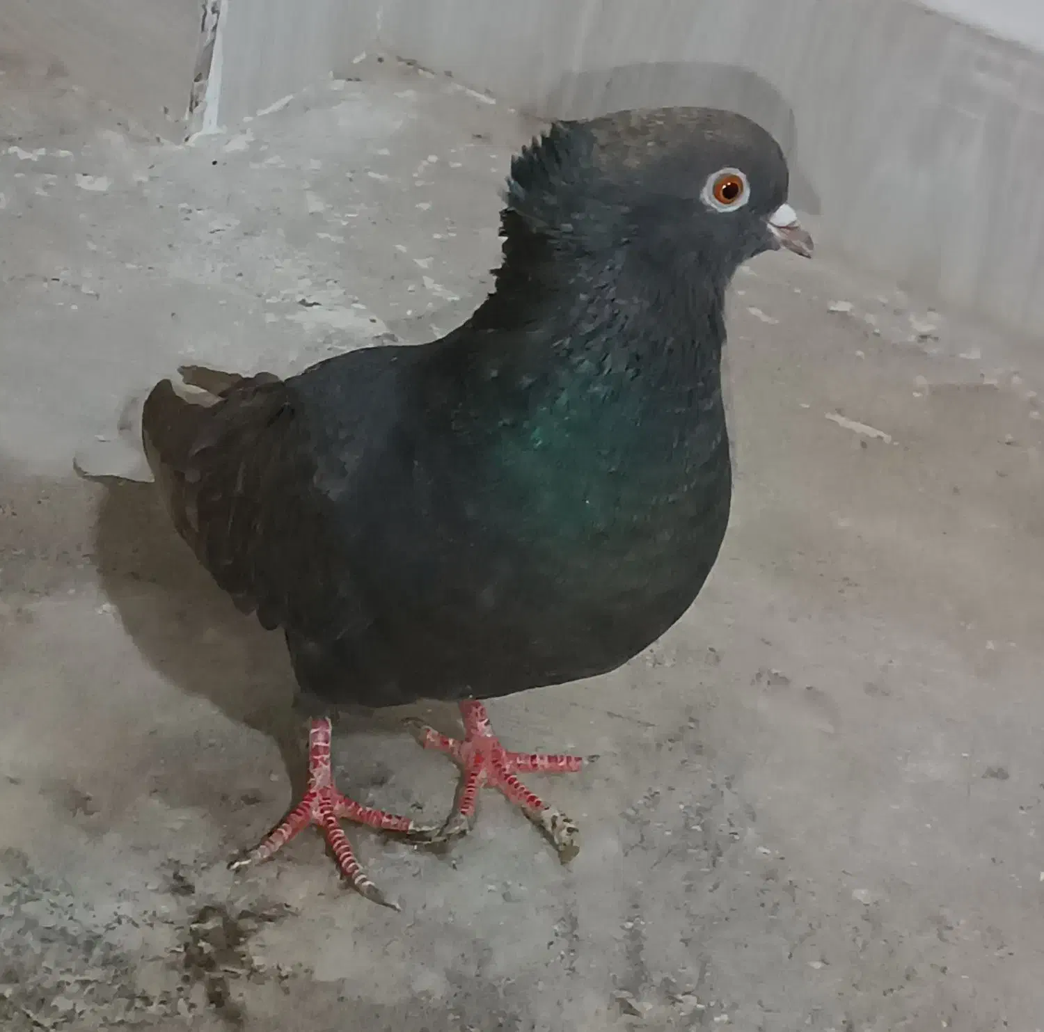 مشکی دم سفید ماده|پرنده|جغتای, |دیوار