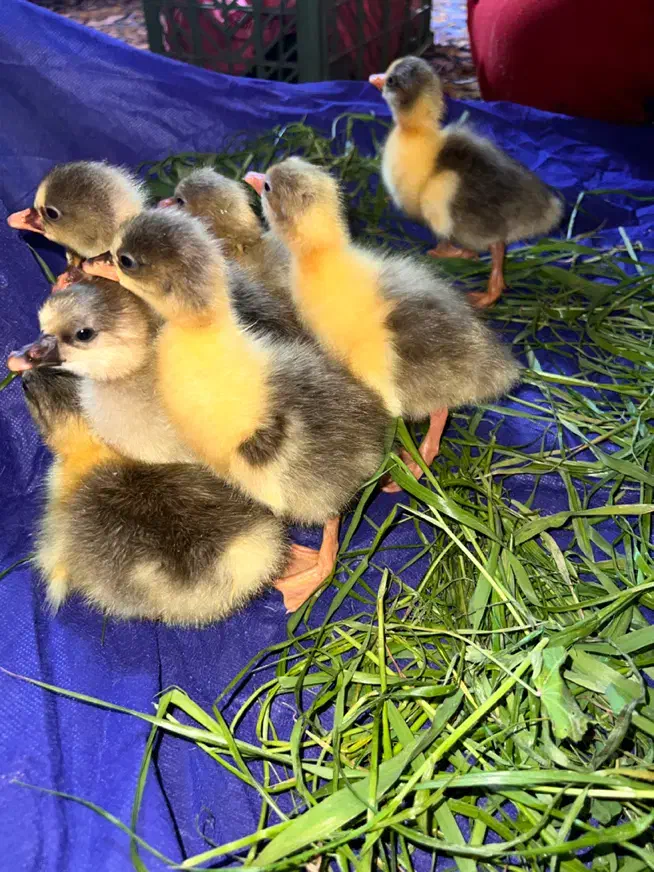 جوجه غاز|حیوانات مزرعه|سوسنگرد, |دیوار