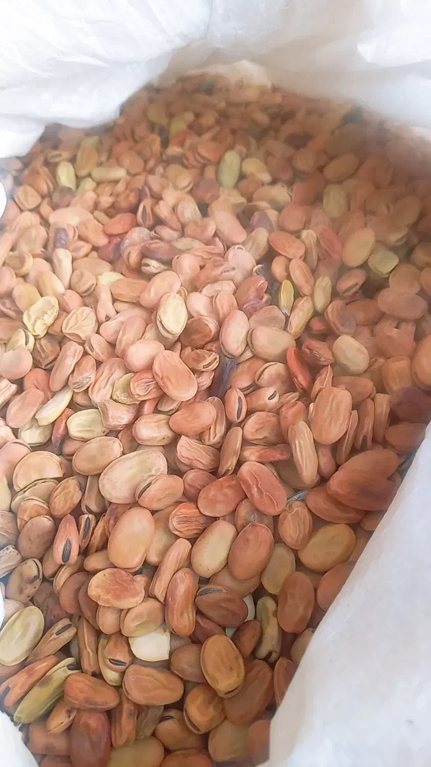 باقلا خوش پخت|خوردنی و آشامیدنی|شوشتر, |دیوار