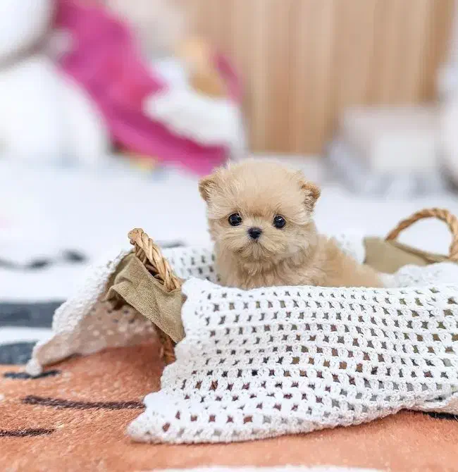 سایز اپارتمان|سگ|خرمآباد, |دیوار