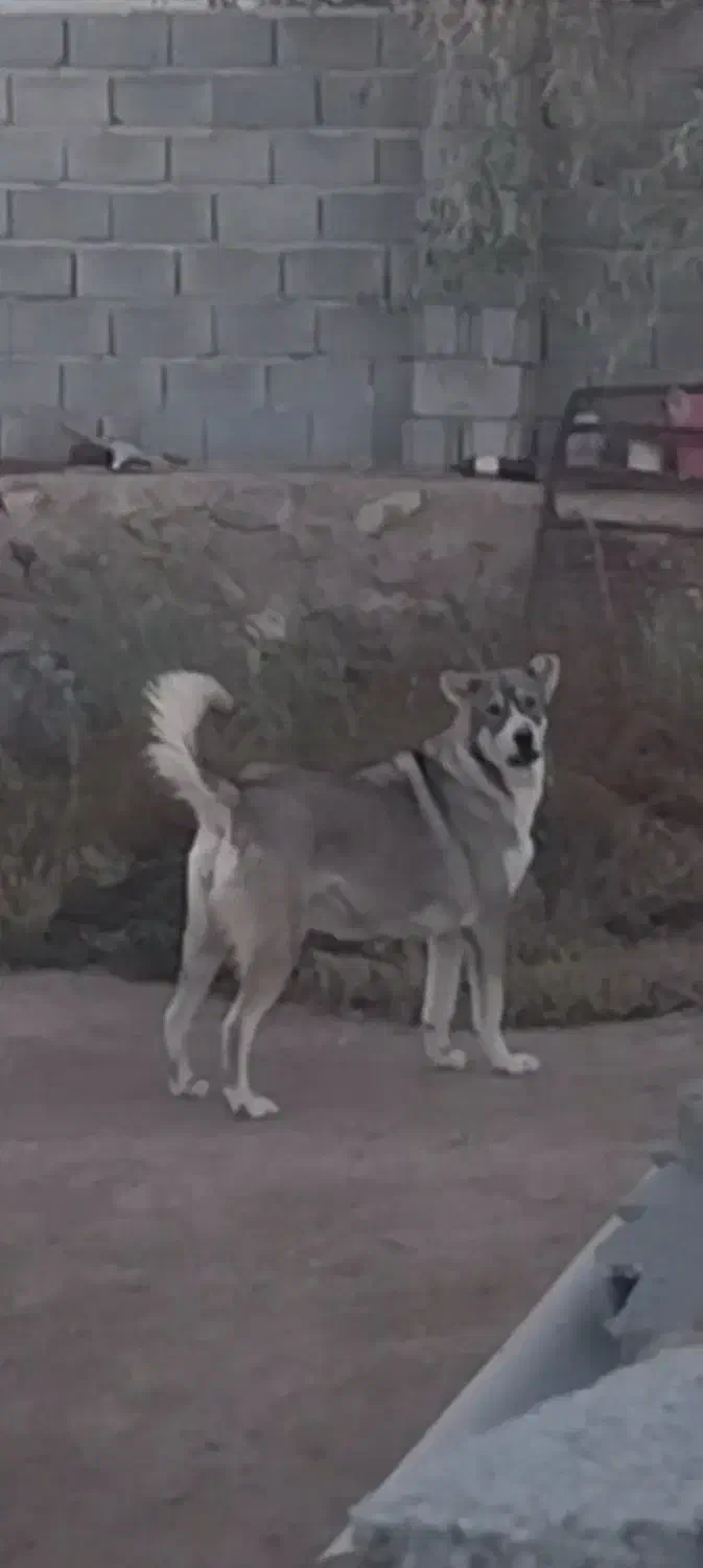 سک سرابی ماده ۱۱ ماهه|سگ|ایلخچی, |دیوار