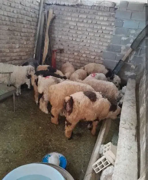 بره چاق نر|حیوانات مزرعه|حمیدیا, |دیوار