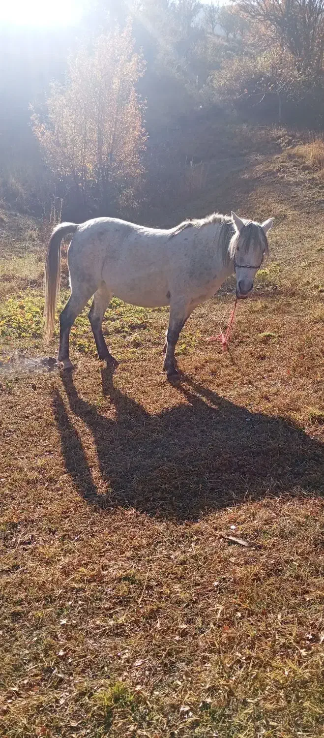 اسب مادیان 6ساله|اسب و تجهیزات اسب‌سواری|ارومیه, |دیوار