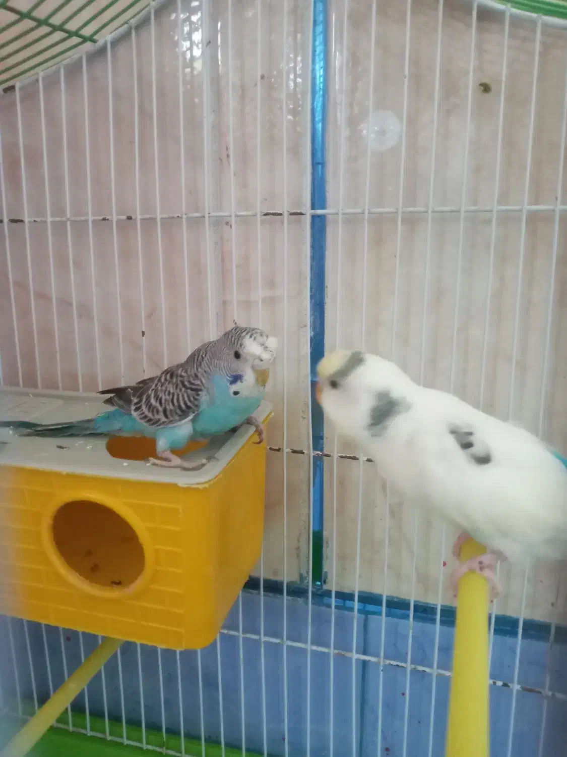 یک جفت مرغ عشق با قفس خیلی خیلی بزرگ|پرنده|لردگان, |دیوار