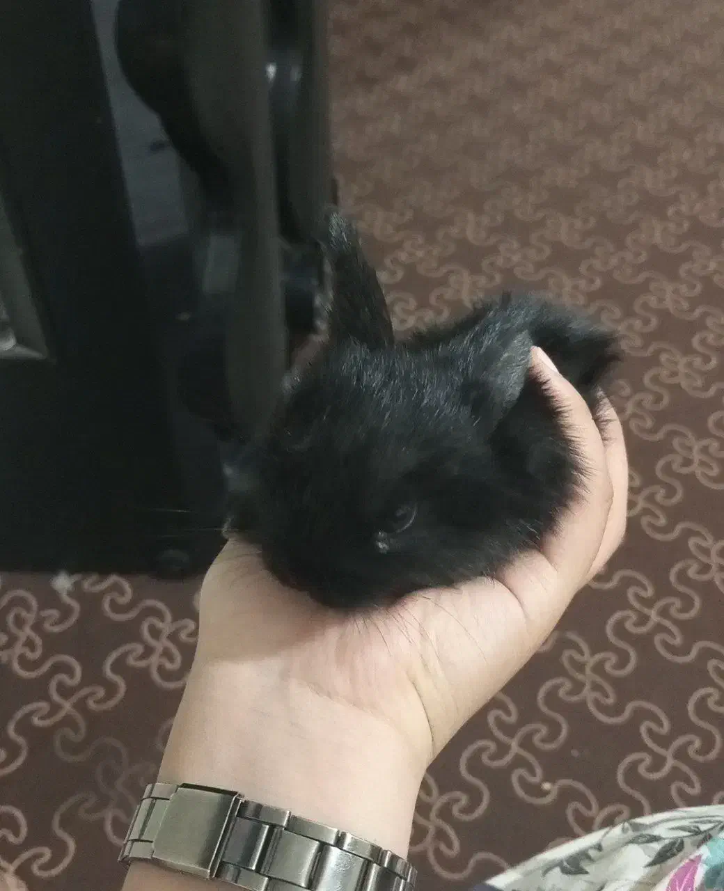 بچه خرگوش|موش و خرگوش|بندر گز, |دیوار