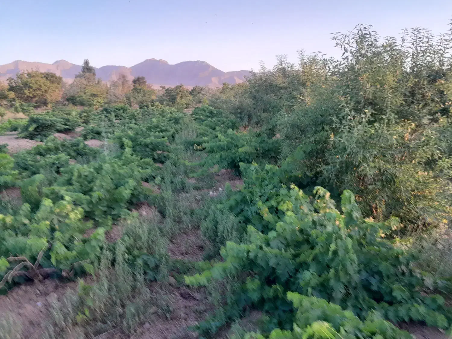 3000متر زمین کشاورزی مناسب گلخانه|فروش زمین و ملک کلنگی|عسگران, |دیوار