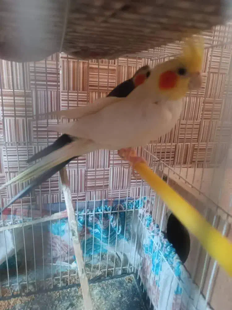 عروس هلندی مولد|پرنده|فنوج, |دیوار