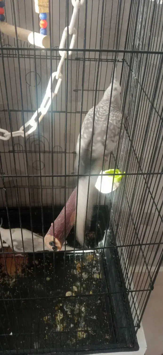 عروس مولد ایزابلا وایت فیس|پرنده|سهند, |دیوار