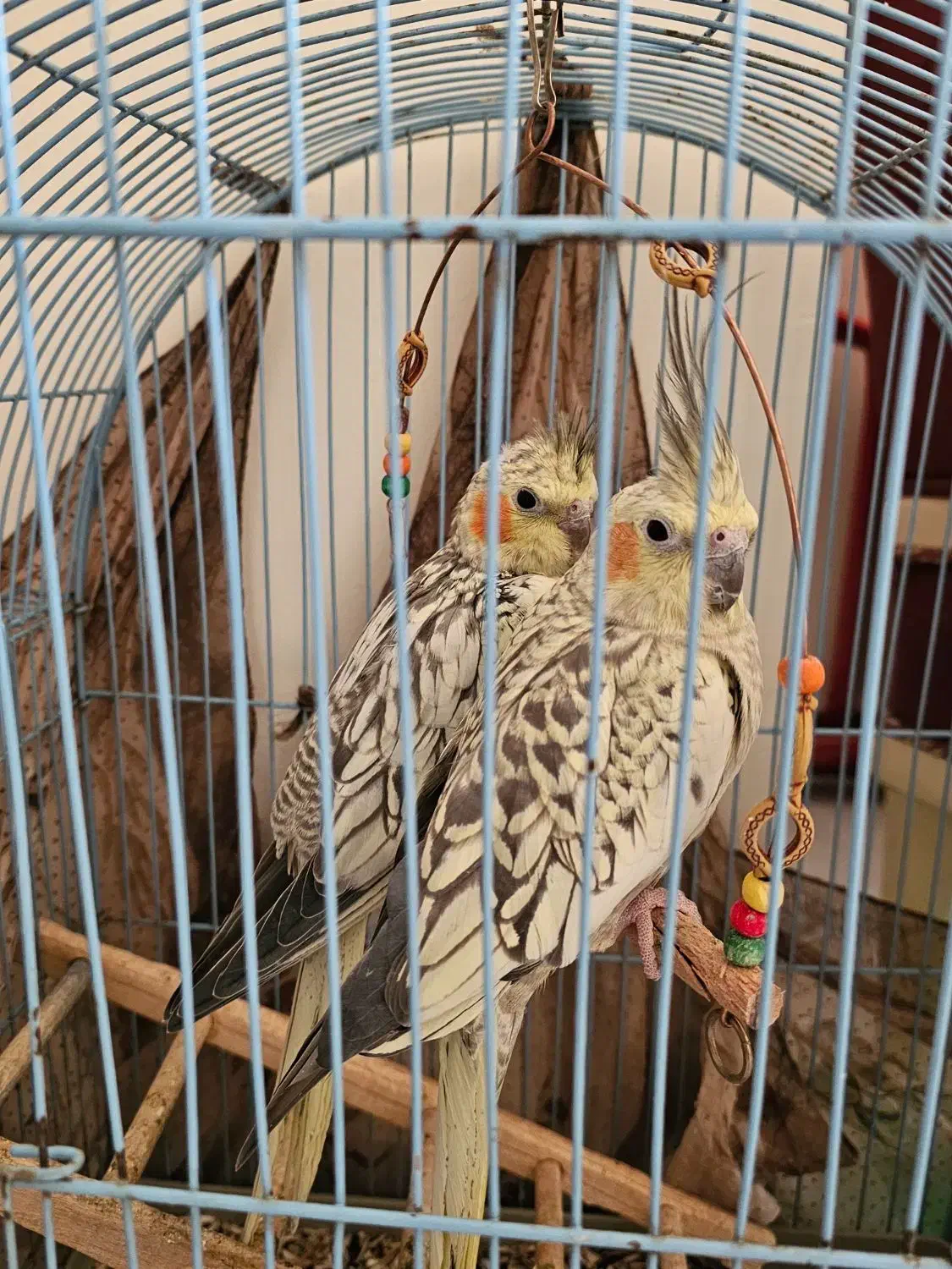 عروس هلندی یکساله رام/جوجه دون خور/رام|پرنده|هشتگرد, شهرک ایران خودرو|دیوار