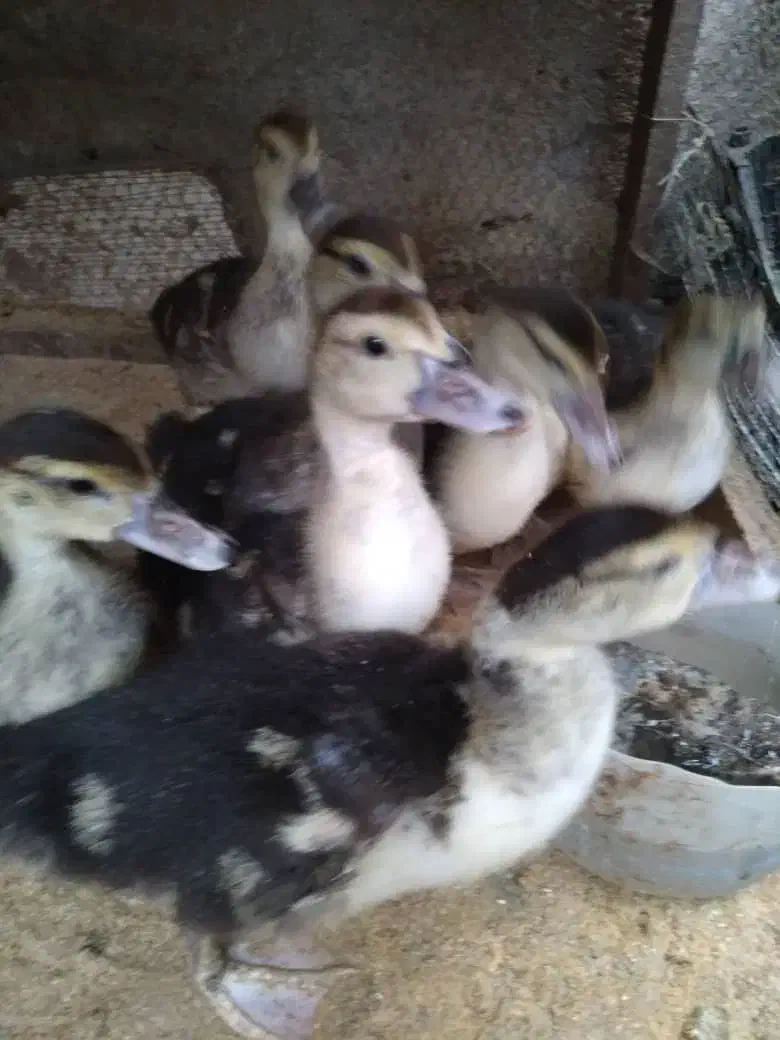 جوجه اردک روسی|حیوانات مزرعه|آمل, |دیوار
