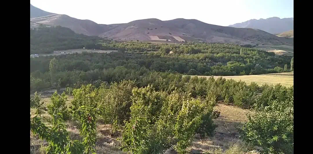 فروش باغ واقع در روستای سردهلق|فروش زمین و ملک کلنگی|صحنه, |دیوار