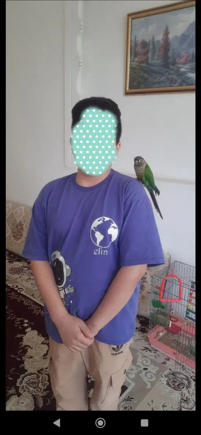 معاوضه طوطی گرینچیک نر سخنگو با خروس لاری|پرنده|کوهدشت, |دیوار